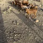 معزا دفع شرط اسنان ثنيه رباع سديدس كبيره سن مافيها معزا نقو