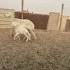 حرية كفو متبع ب ثنين