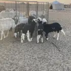 رخال نجد