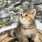 قطة سكوتش فولد العمر شهر و20 يوم