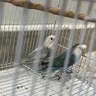 طيور روز جوز روز منتج الون نادره