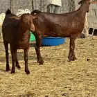 جفرتين عناقين دهم نادرة لأهل الصنف