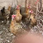 دجاج فيومي ذهبي