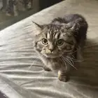 قطوتين شيرازي