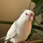 طائر كوكتيل كراون