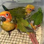 كنيور لوري صن كنيور