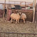 نعاج حيل رباعيات
