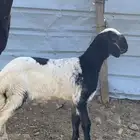 شاه معها رخل صنف