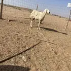مقروعه
