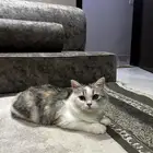بسه شيرازي للتبني