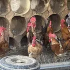 ديوك بلدي شرط اذان و تلقيح