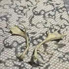 للبيع قرون غزال عربي و مسجل كورولا 2015