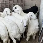 بهم تربيه نظيف ومشروط