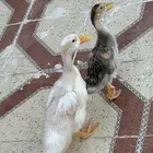 بط للبيع بصحه جيده