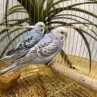 طيور مع القفص