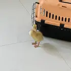 بطه اليفه قد تكون ذكر مستعجل