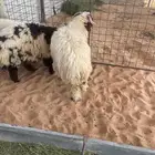 خرفان نعيم