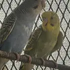 مطلوب 5 حبات طيور الحب انثى جواهز
