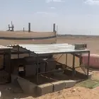 شبك