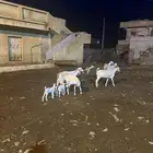 غنم صغار سن للبيع تحتها 2