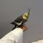 كروان اليف جدا وهادي