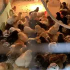 صوص بلدي عمر أسبوع