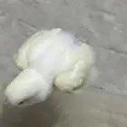 فرخ روز