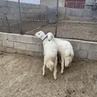 اعرض الكم خرفان ذبايح