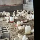 دجاج لاحم نظيف العدد 50