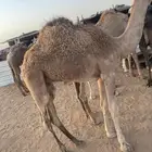 حشو للبيع