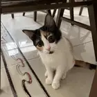 قطة انثى صغيرة للتبني