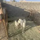 شاه عليها رخل سنها سديس