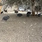 دجاج حبش