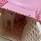 قطه للبيع