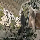 ذكر كروان باستيل فيس تم البيع خارج الموقع