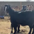 معزا دفيع