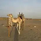 ركبي