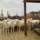 للبيع طليان ورخال شحم