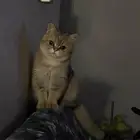 قط سكوتش ستريت للبيع