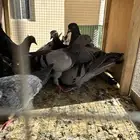 مستلزمات المقناص