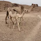 ناقه عشراء
