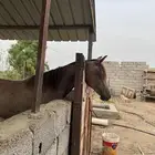 مهره شعبيه