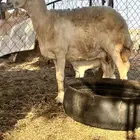 نعجه صنف تحتها طلي