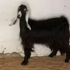 عنز عارضيه رباع. مضرع