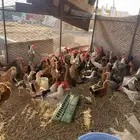 دجاج بلدي