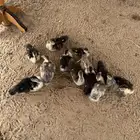 فروخ بط للبيع