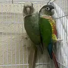 جوز كنيور تركيب جديد