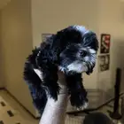 كلاب مالتيبو