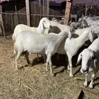 ضان مقاني مراح بفحلها القنفذة حلي