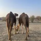 نياق حمر طيبات